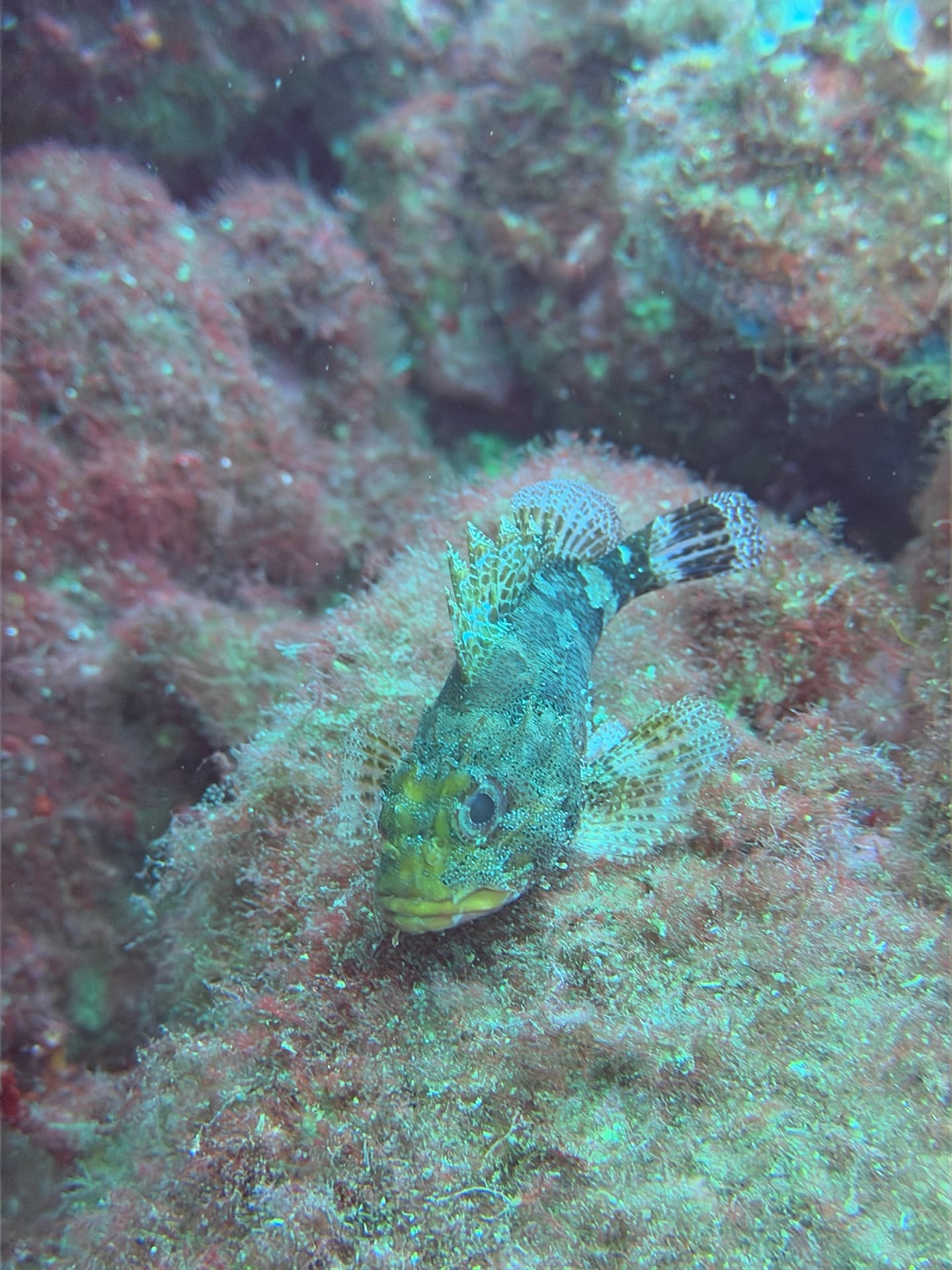 Dive photo