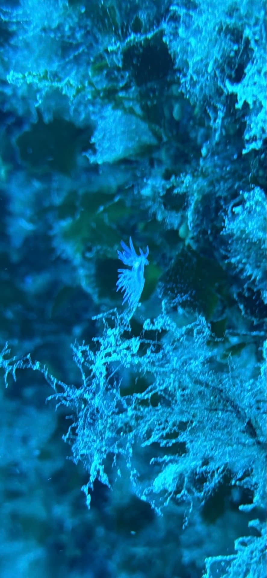 Dive photo