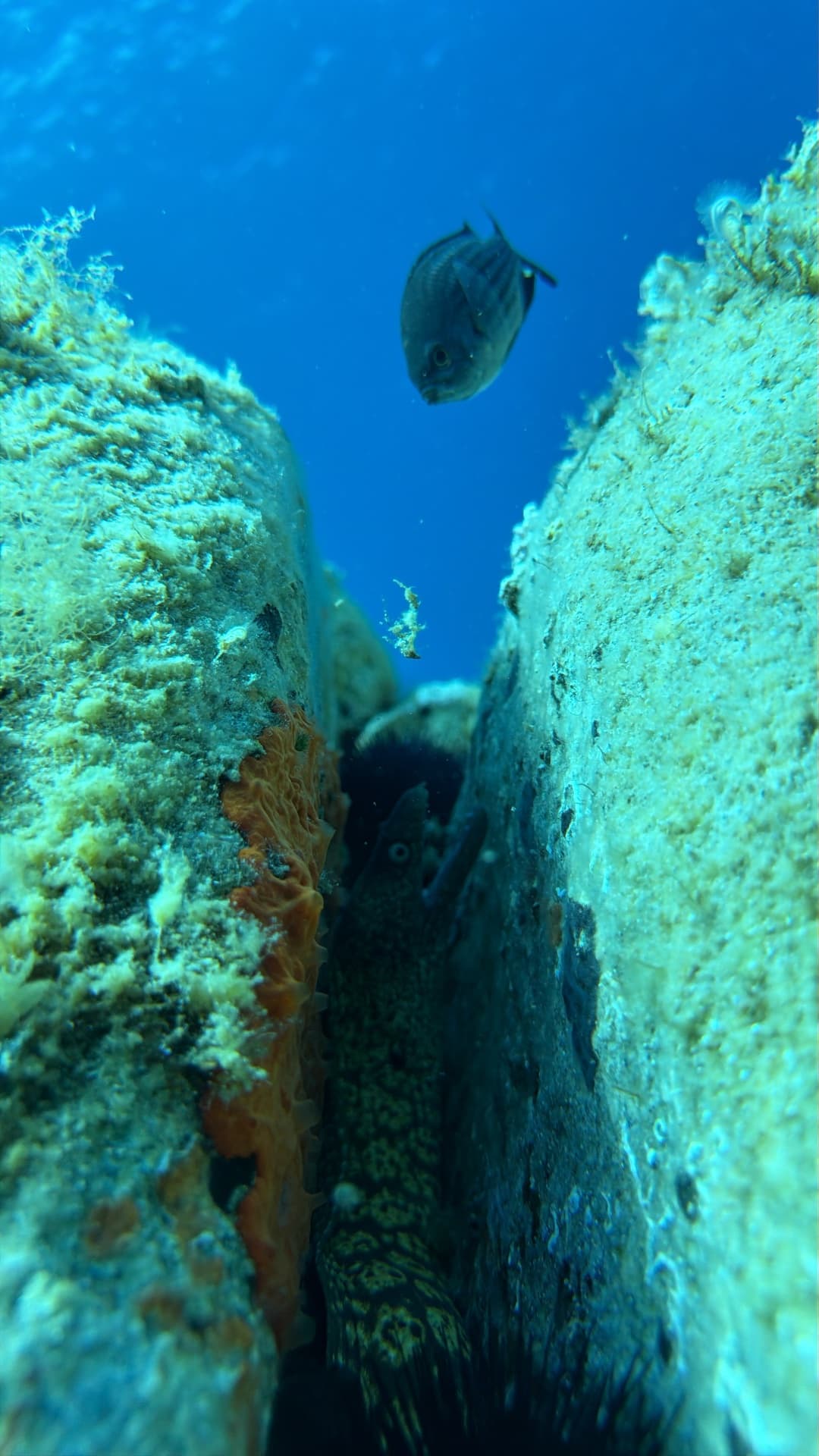Dive photo