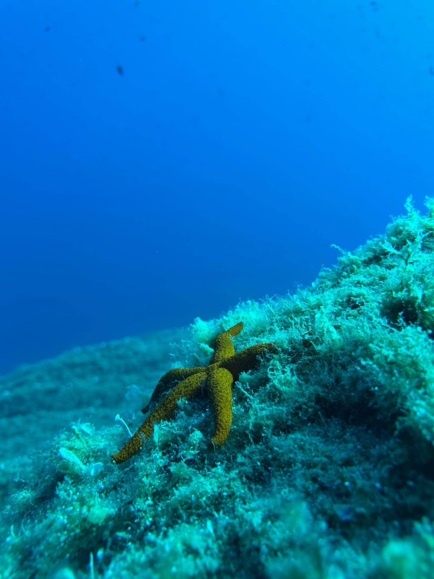Dive photo
