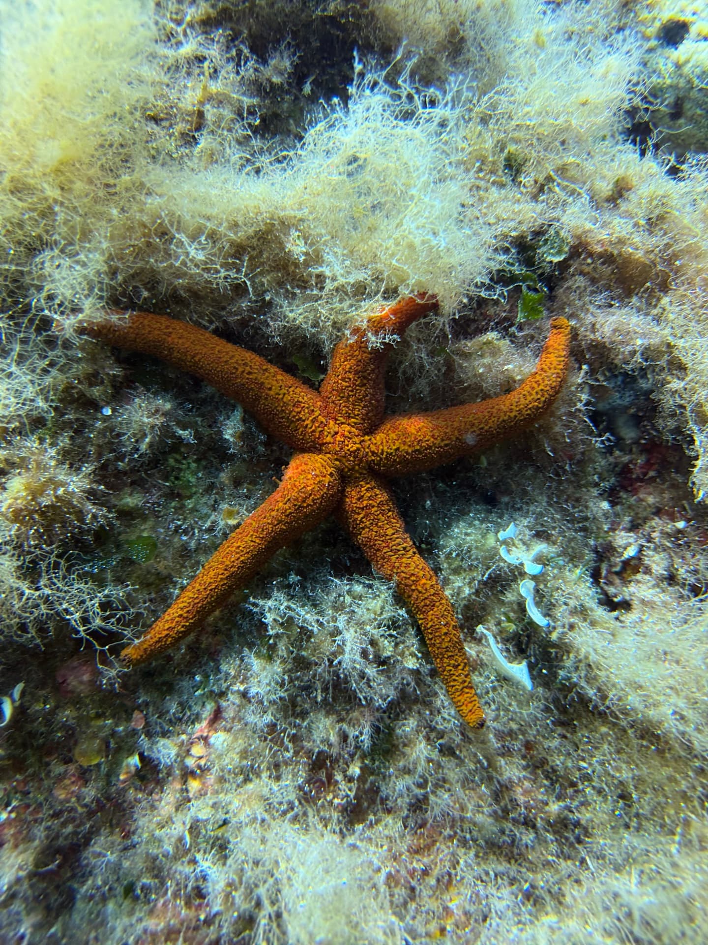 Dive photo