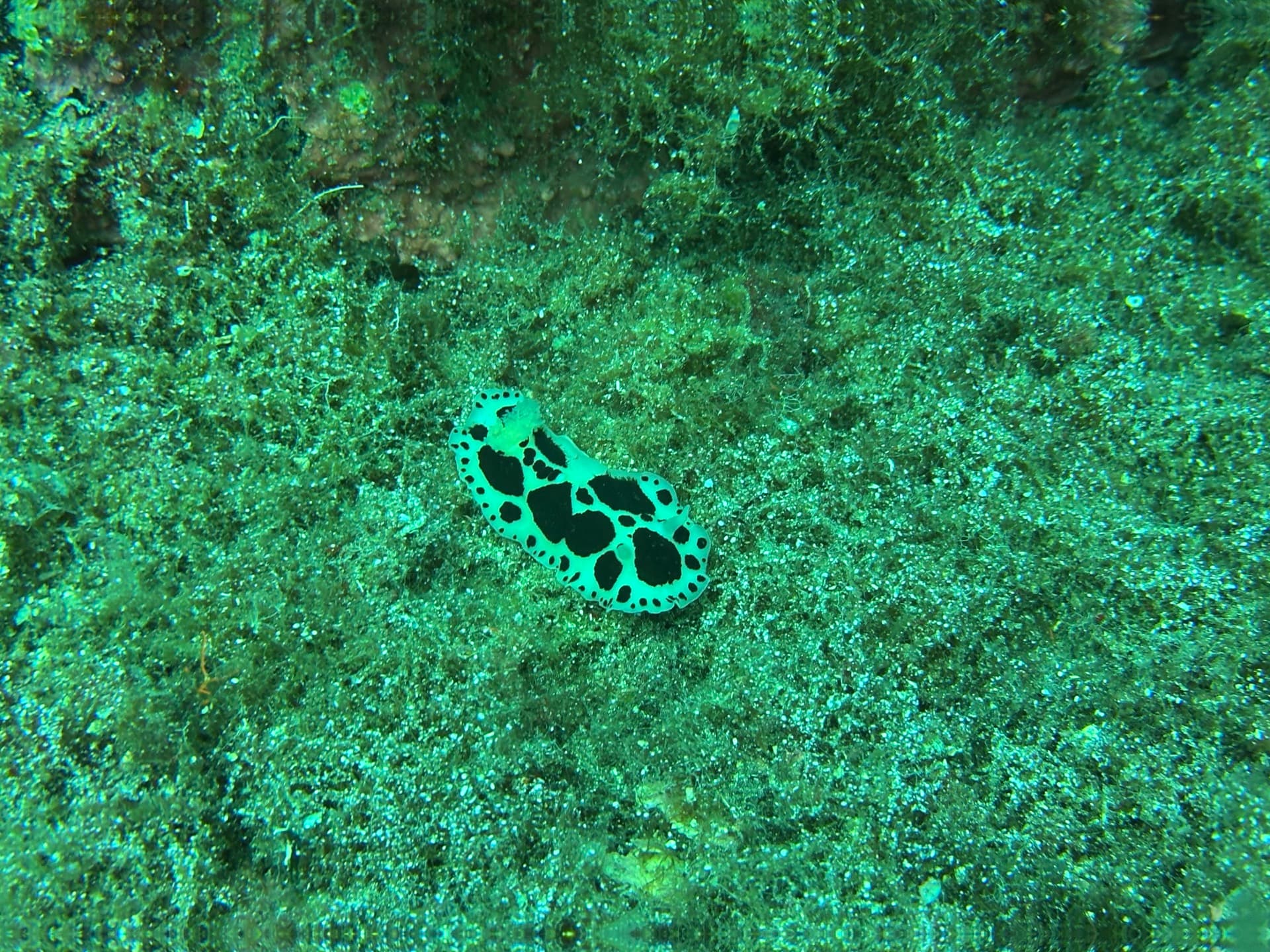 Dive photo