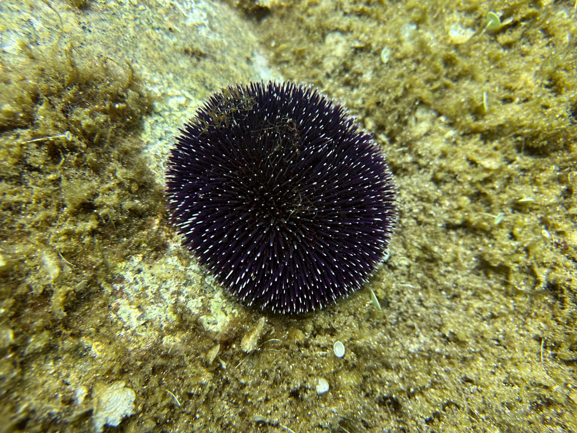 Dive photo