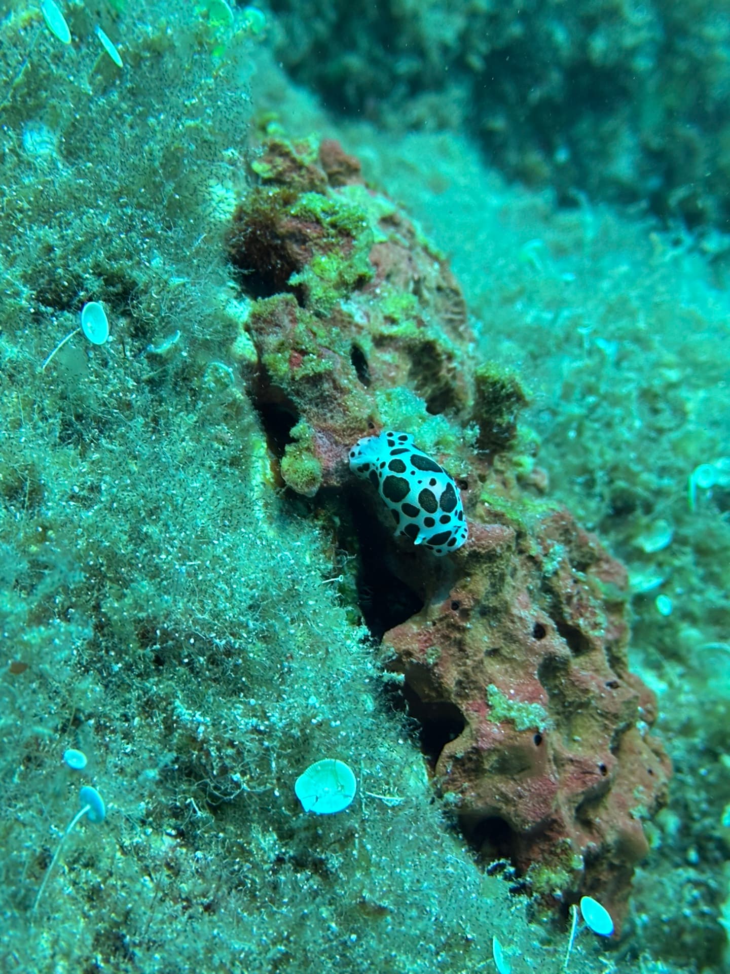 Dive photo