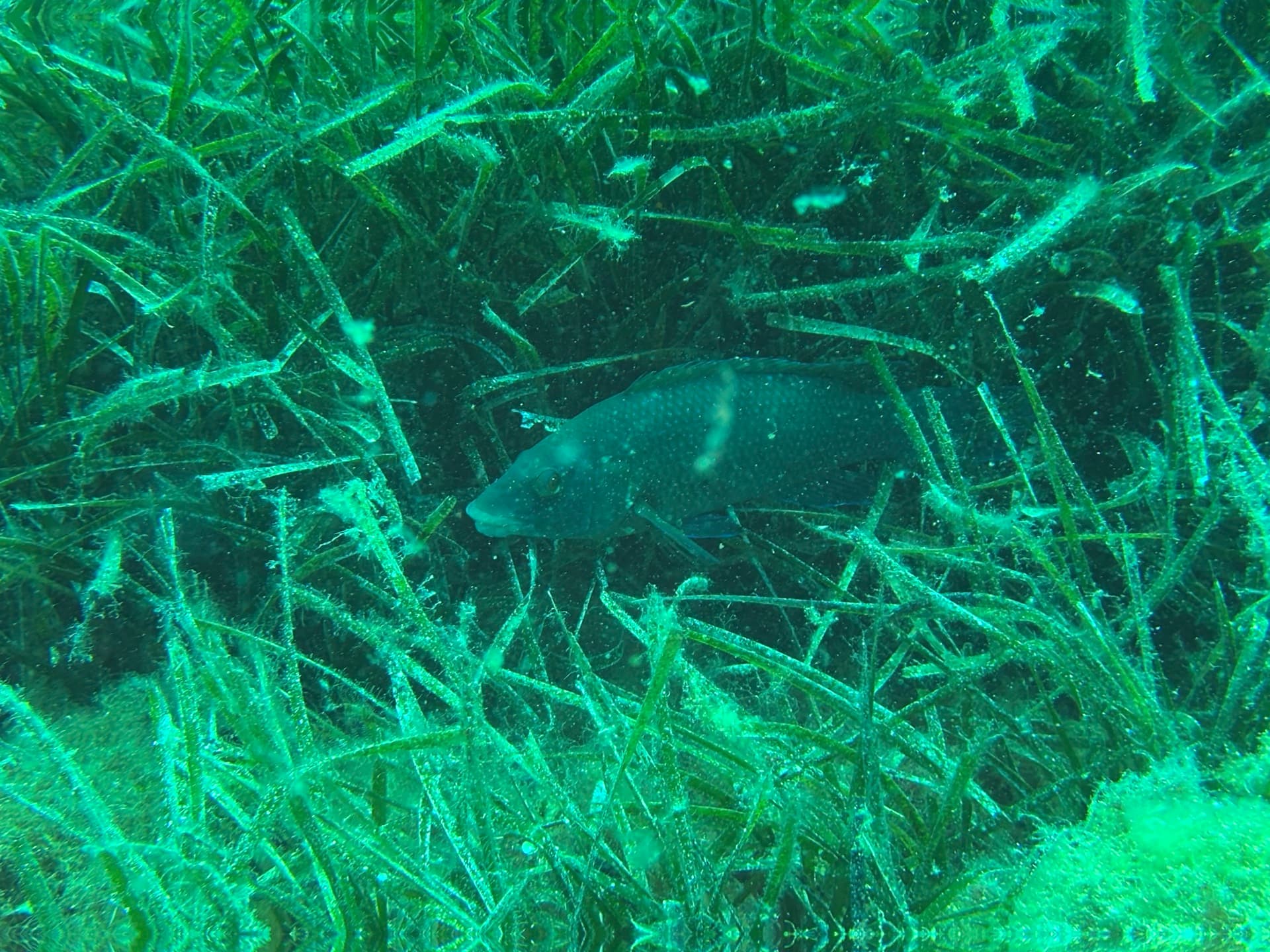 Dive photo