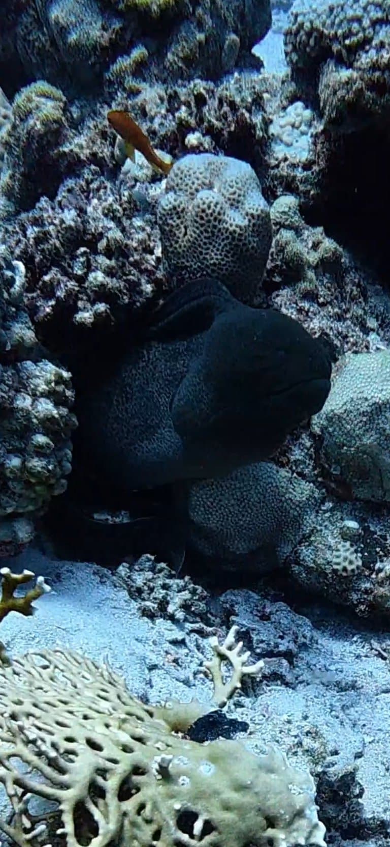 Dive photo