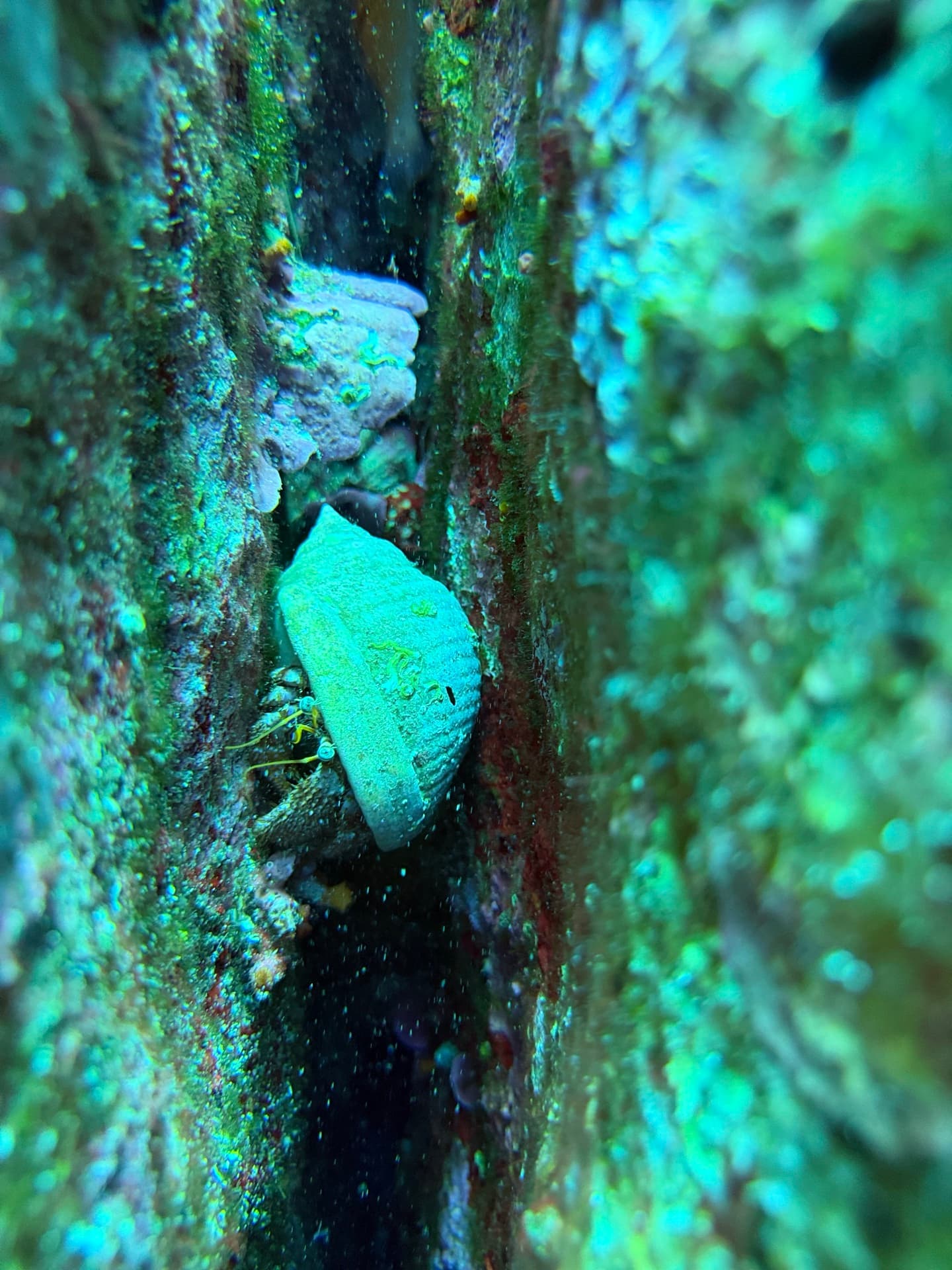 Dive photo