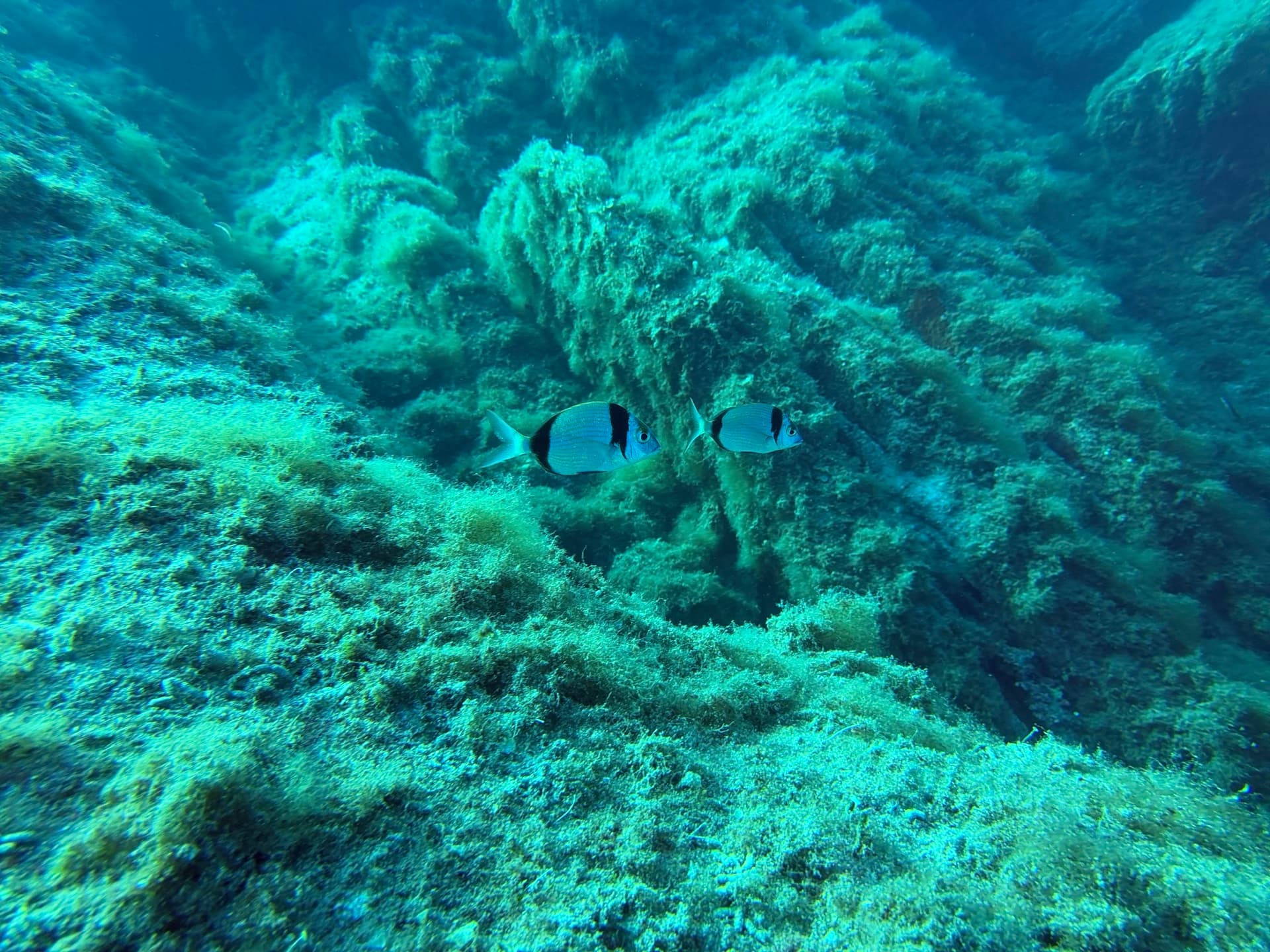 Dive photo
