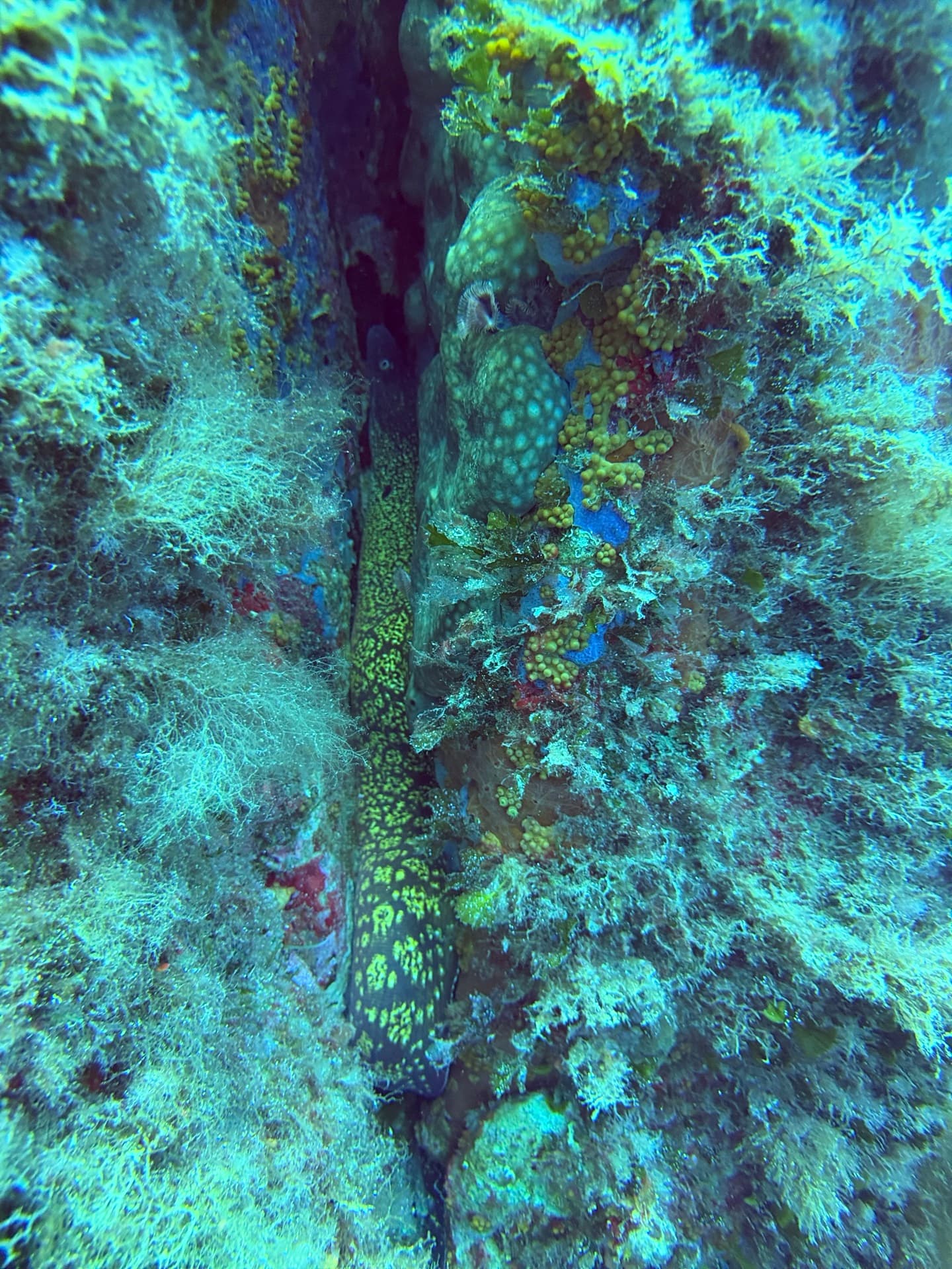 Dive photo