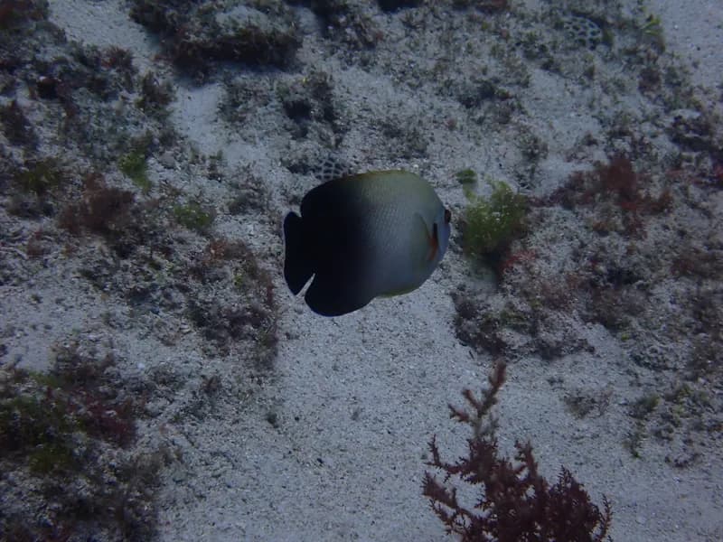Dwarf Angelfish (Centropyge vrolikii)