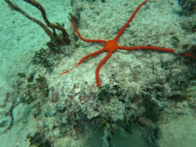 Ophioderma squamosissimum
