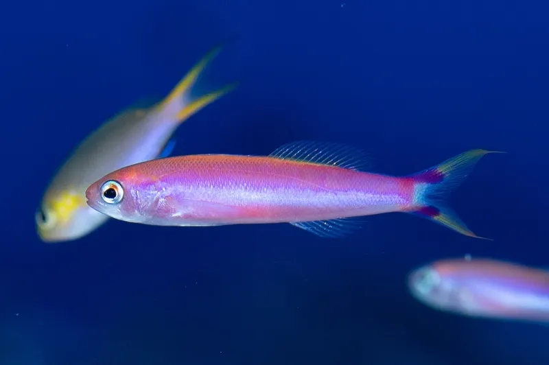 Earle's Splitfin (Luzonichthys earlei)
