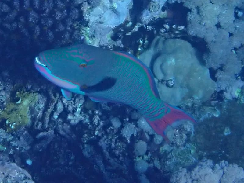 Bicolour Parrotfish (Cetoscarus bicolor)