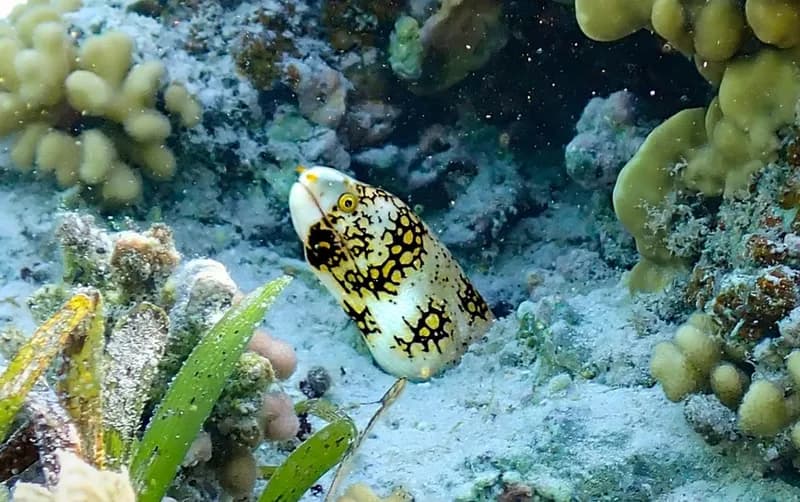 Snowflake Moray (Echidna nebulosa)