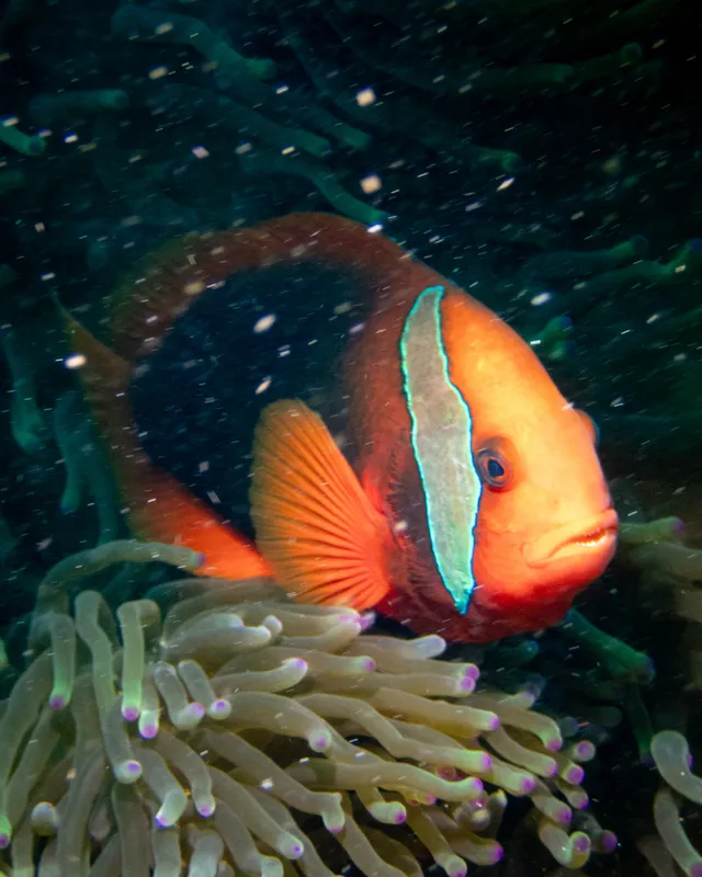 Clownfish (Amphiprion frenatus)