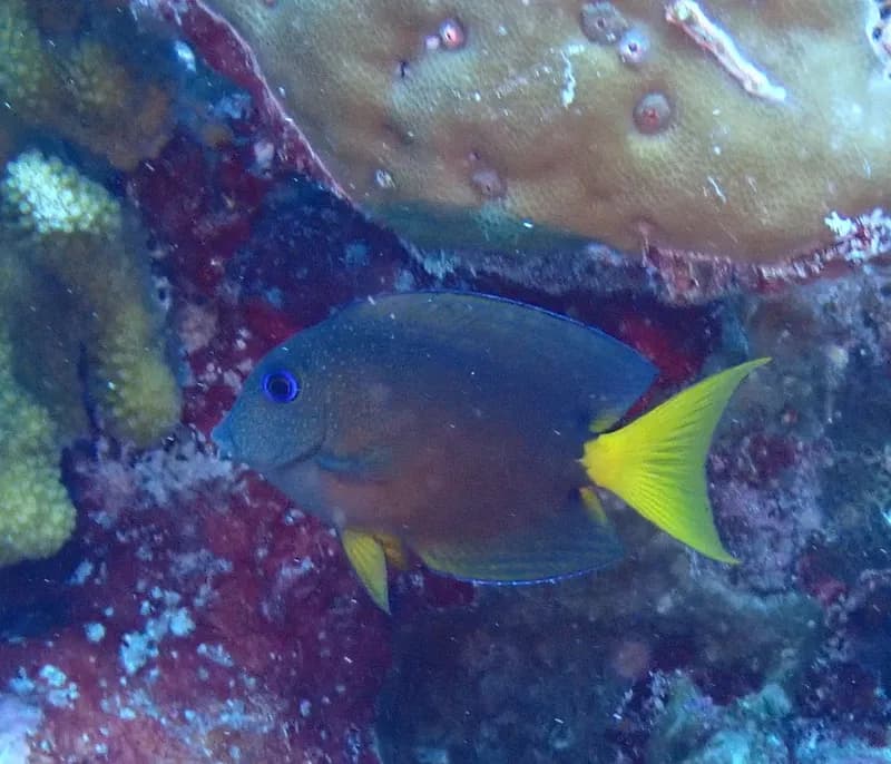 Twospot Surgeonfish (Ctenochaetus binotatus)