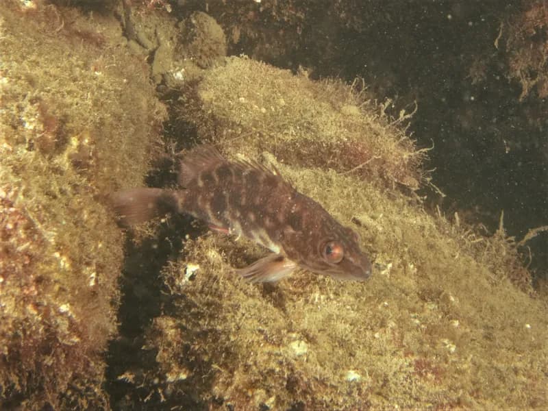 Jameson's Seaperch (Hypoplectrodes jamesoni)