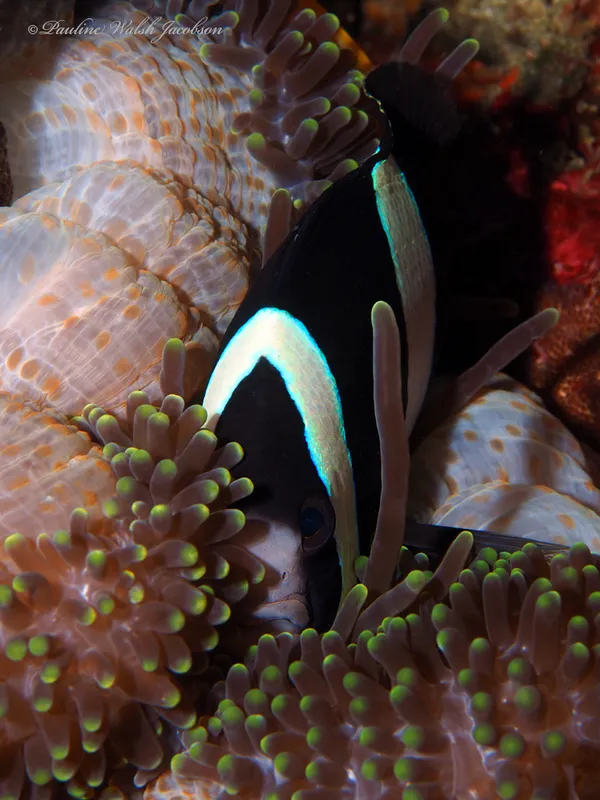 Yellowtail Clownfish (Amphiprion clarkii)
