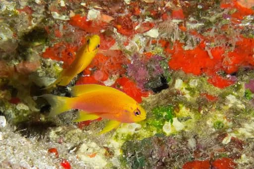 Hawaiian Longfin Anthias (Compsanthias hawaiiensis)