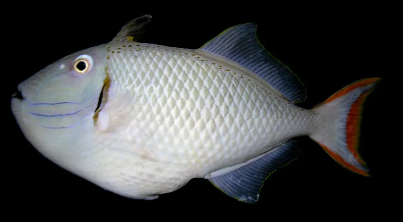 Greene's Triggerfish (Xanthichthys greenei)