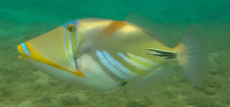 White-Banded Triggerfish (Rhinecanthus aculeatus)