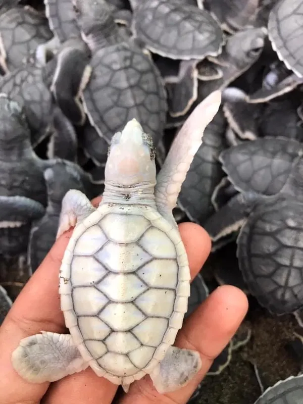 Green Sea Turtle (Chelonia mydas)