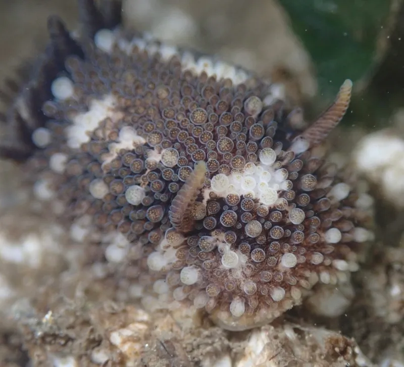 Barnacle-Eating Onchidoris (Onchidoris bilamellata)