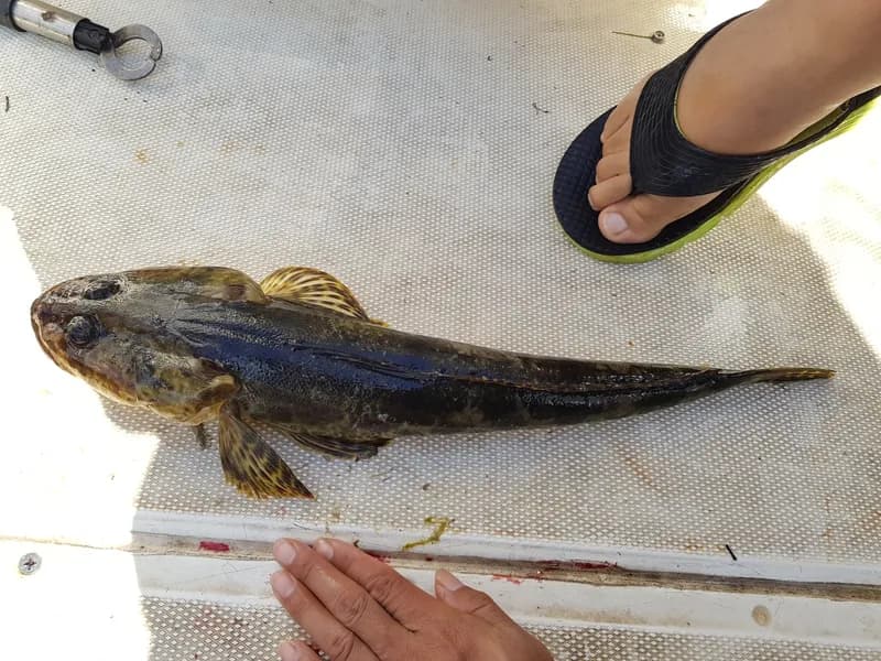 Rock Flathead (Platycephalus laevigatus)