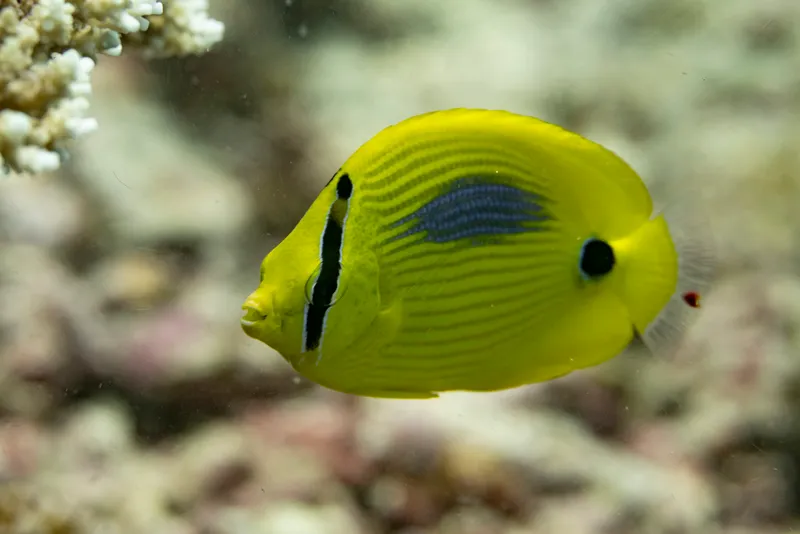 Blue-Dash Butterflyfish (Chaetodon plebeius)