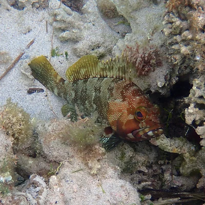 Halfmoon Grouper (Epinephelus rivulatus)
