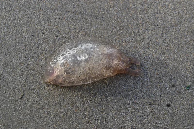 Mauve Stinger (Pelagia noctiluca)
