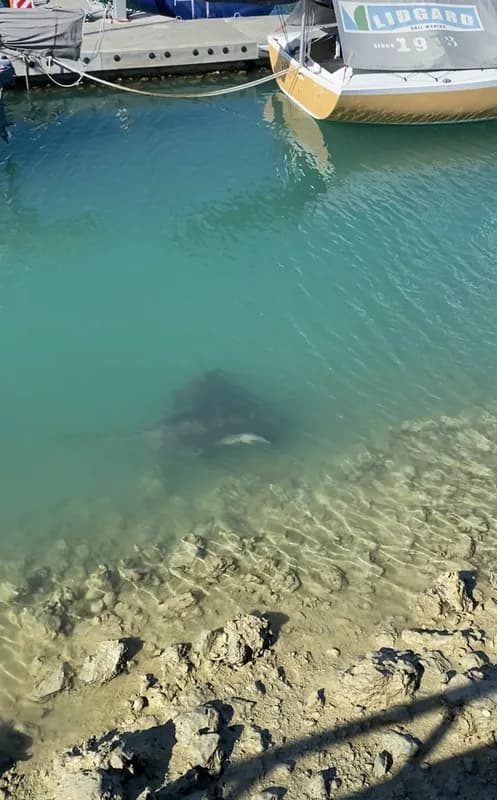 Smooth Stingray (Bathytoshia brevicaudata)