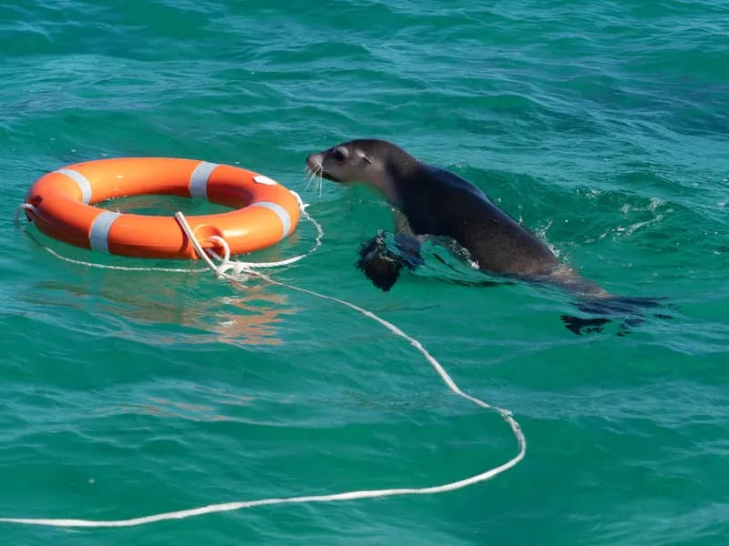 Australian Sea Lion (Neophoca cinerea)