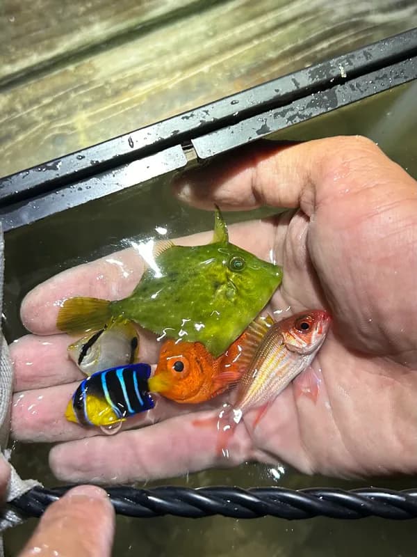 Squirrelfish (Holocentrus adscensionis)