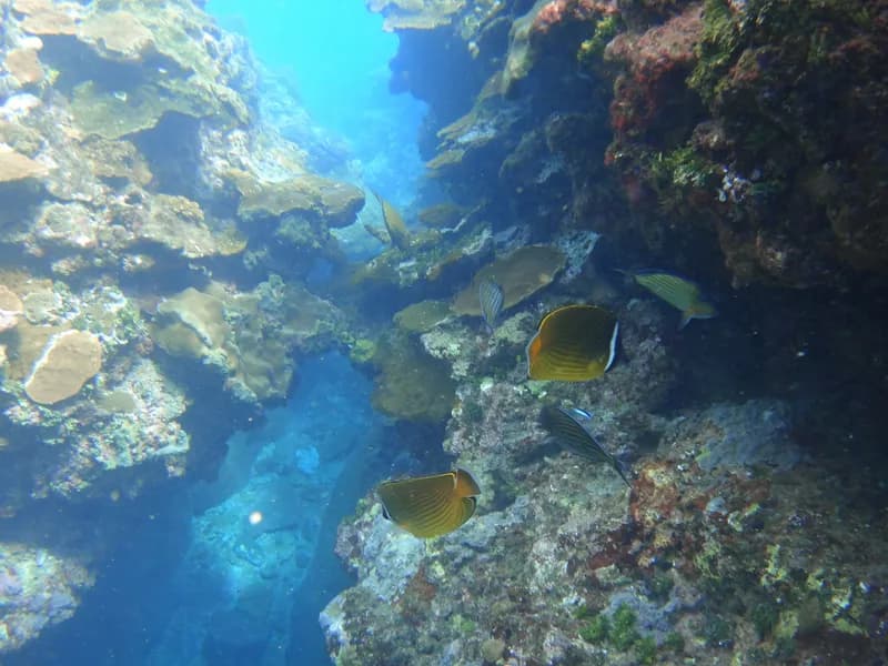 Golden Butterflyfish (Chaetodon auripes)