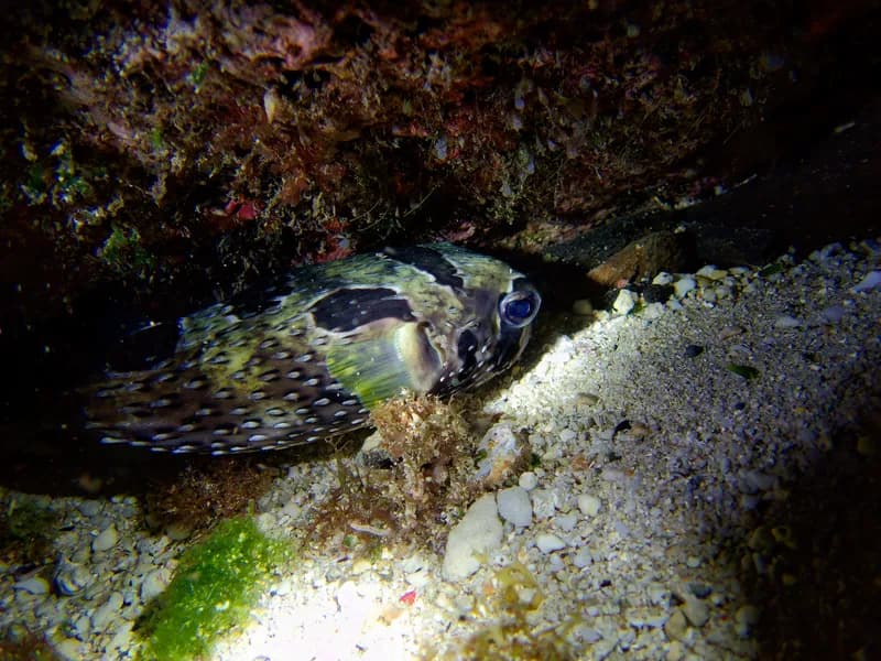 Black-Blotched Porcupinefish (Diodon liturosus)
