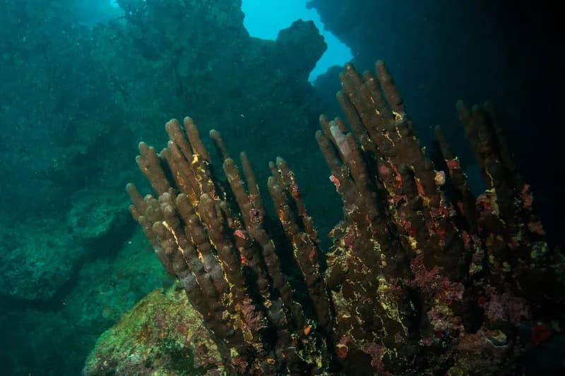 Clubbed Finger Coral (Porites porites)
