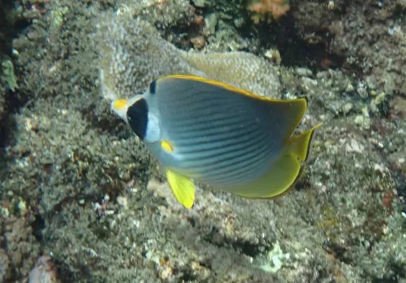 Bantayan Butterflyfish (Chaetodon adiergastos)