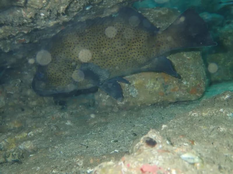 Eastern Wirrah (Acanthistius ocellatus)