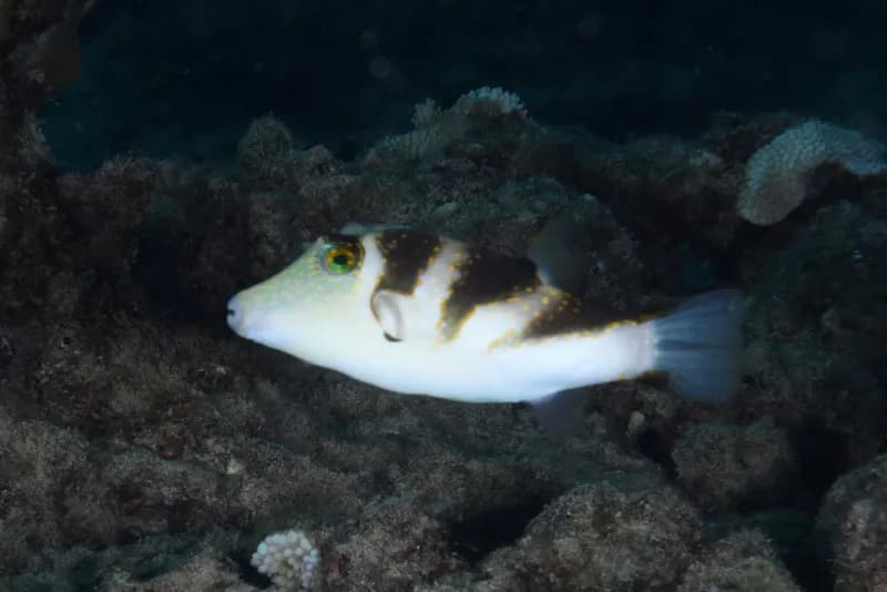 Crown Toby (Canthigaster coronata)
