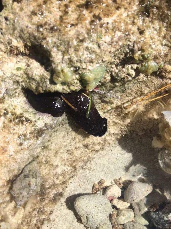 Brown Rock Sea Cucumber (Holothuria (Selenkothuria) glaberrima)