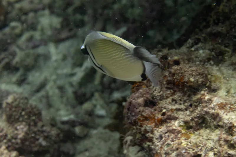 Boomerang Triggerfish (Sufflamen bursa)