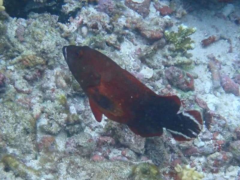 Darkfin Hind (Cephalopholis urodeta)