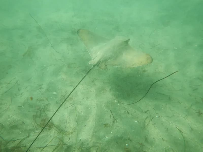 Bat Ray (Myliobatis californica)