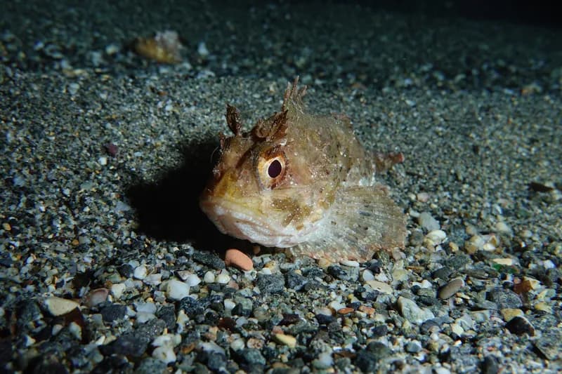 Black Scorpionfish (Scorpaena porcus)