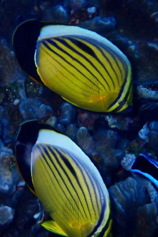 Blacktail Butterflyfish (Chaetodon austriacus)