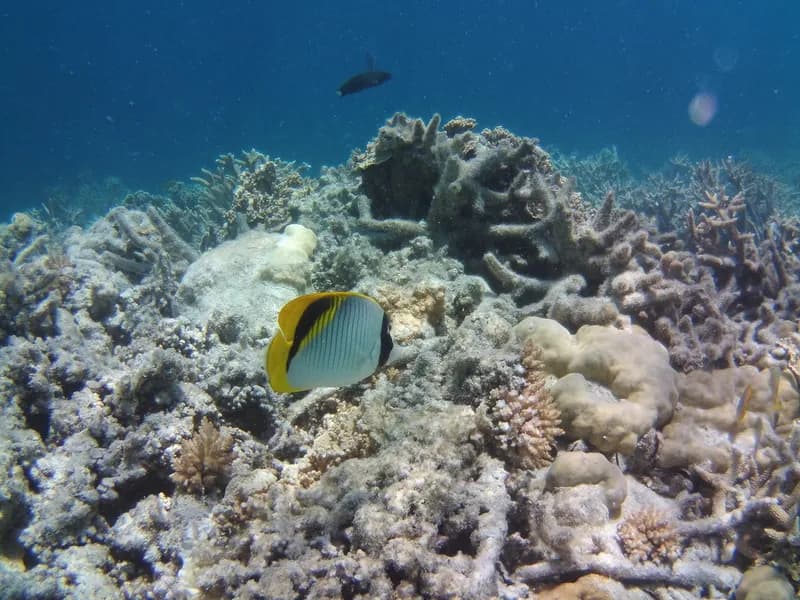 Lined Butterflyfish (Chaetodon lineolatus)
