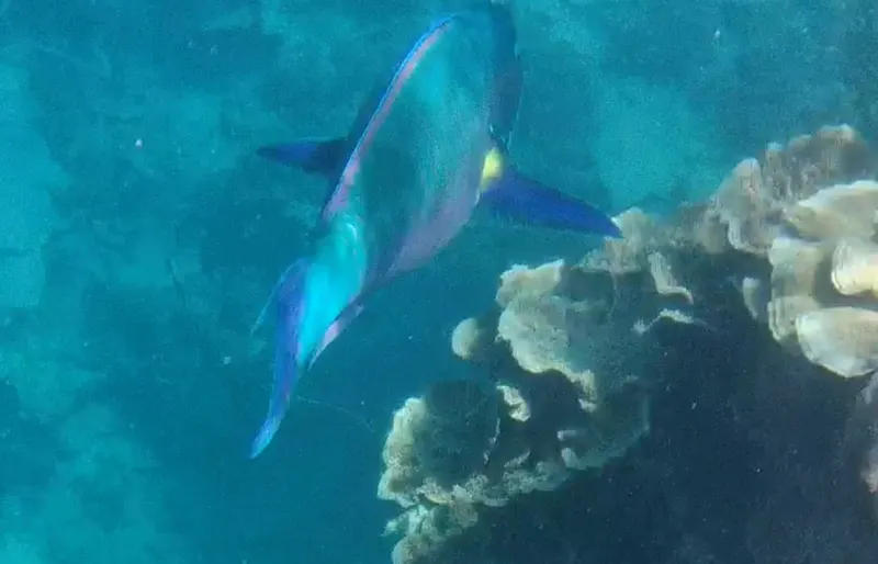 Blunt-Head Parrotfish (Chlorurus microrhinos)