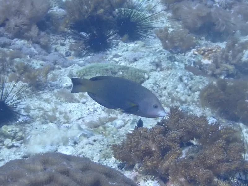 Geographic Wrasse (Anampses geographicus)