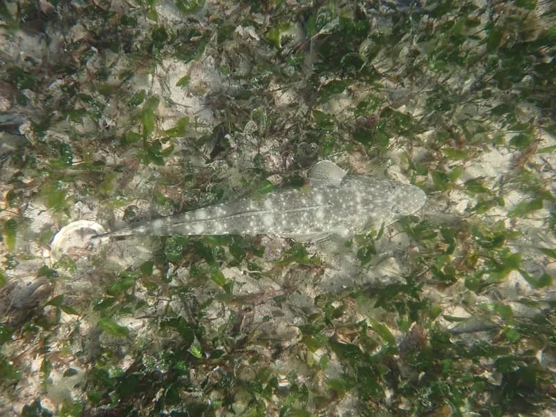 Dusky Flathead (Platycephalus fuscus)